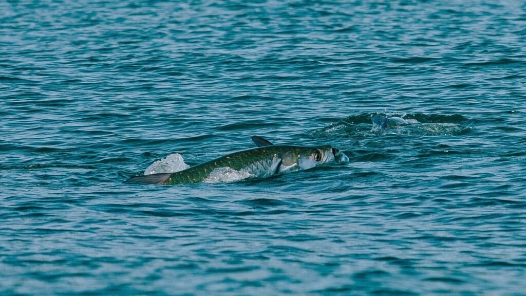 Why Tarpon Fishing is a Joke Oakpool