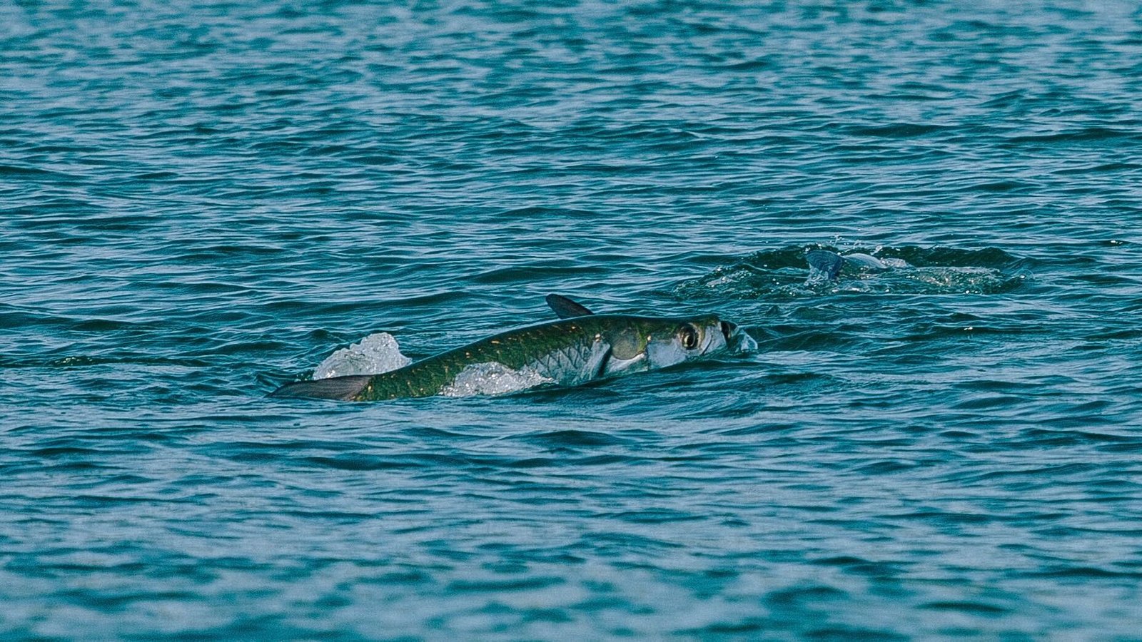 Why Tarpon Fishing is a Joke Oakpool