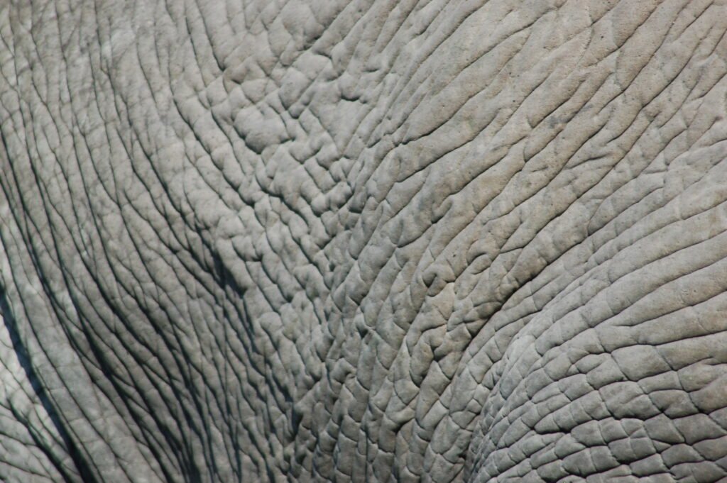 img elephant skin oakpool