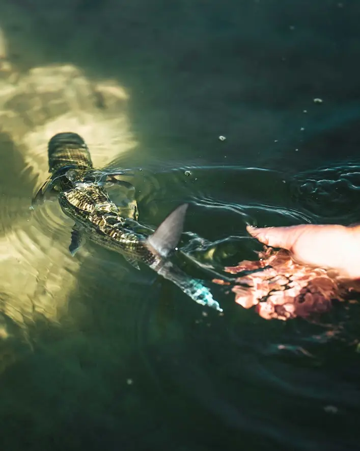 A bonefish released back into the shallows