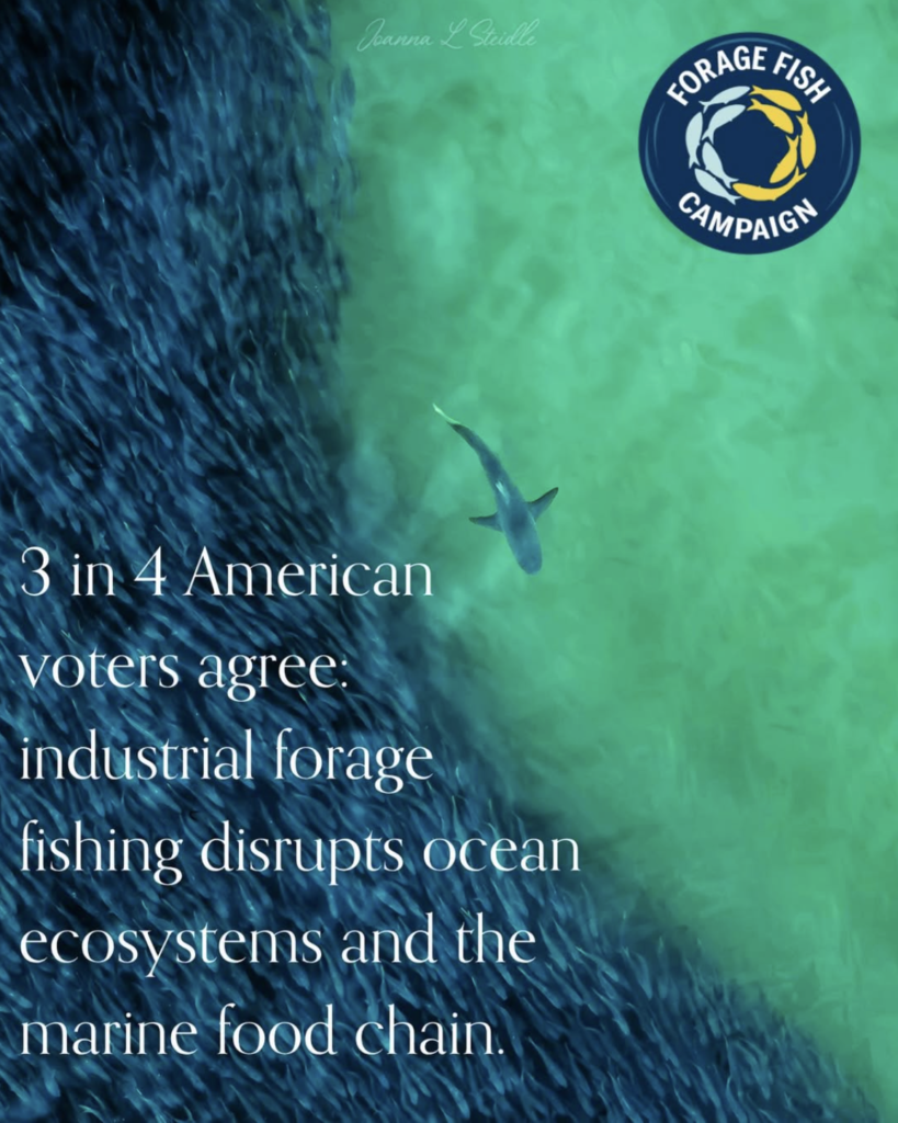Forage Fish Campaign social
