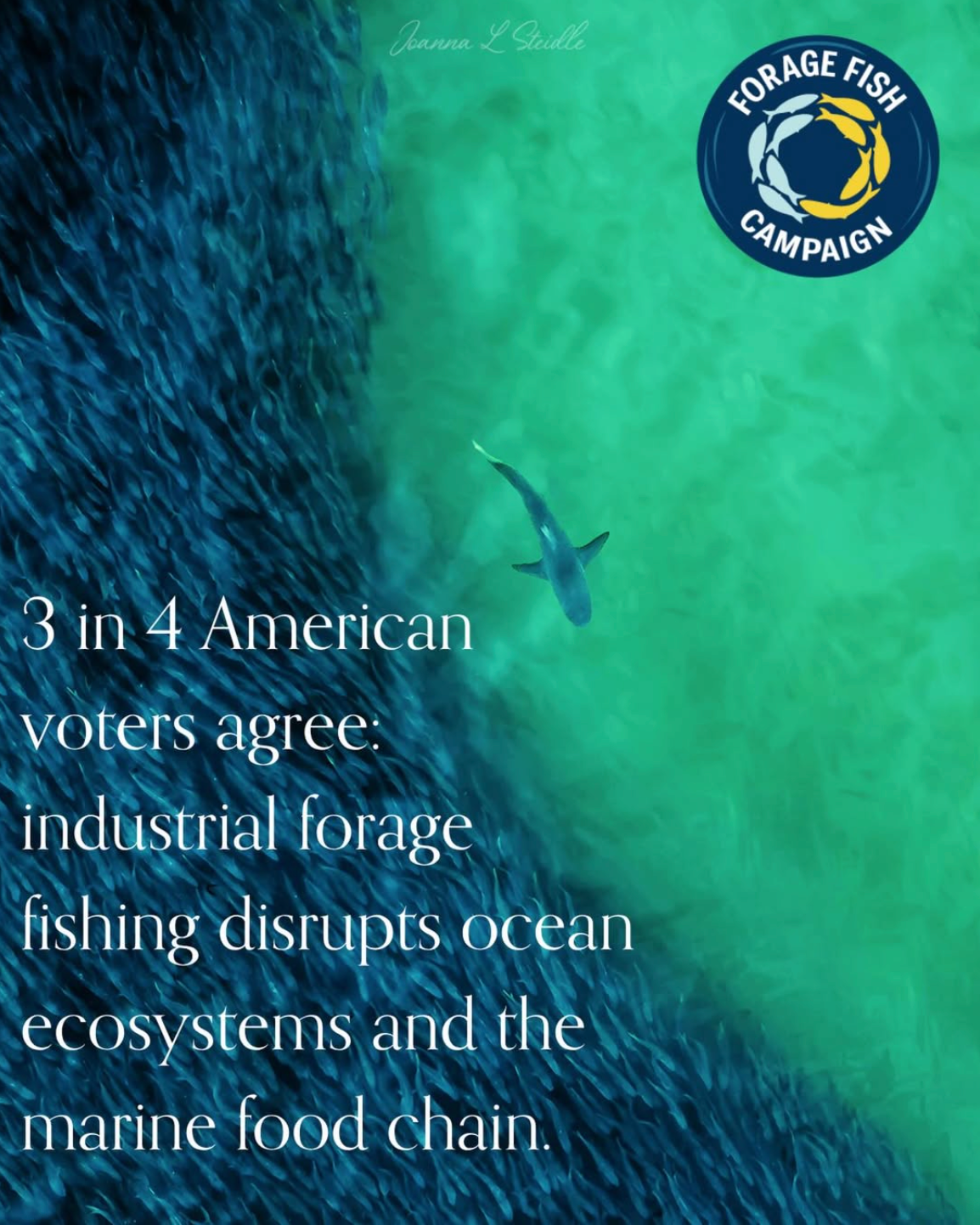 Forage Fish